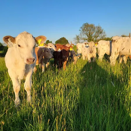 The Tin Shed بيت للعطل Tara