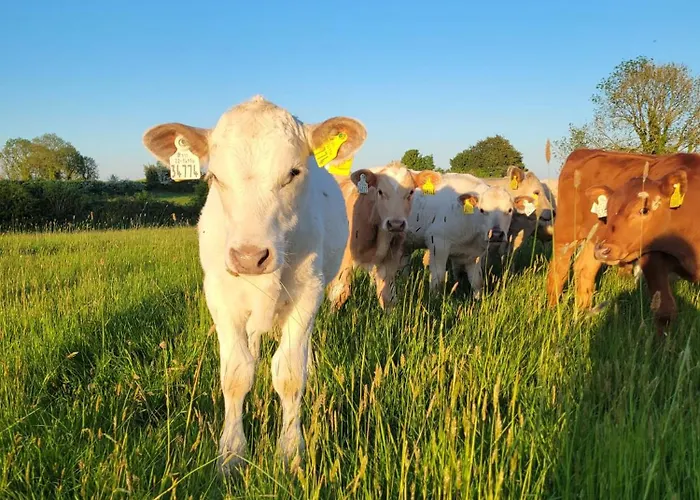 The Tin Shed Дом отдыха *