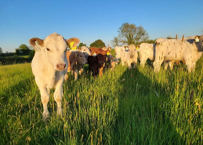 The Tin Shed Дом отдыха Tara